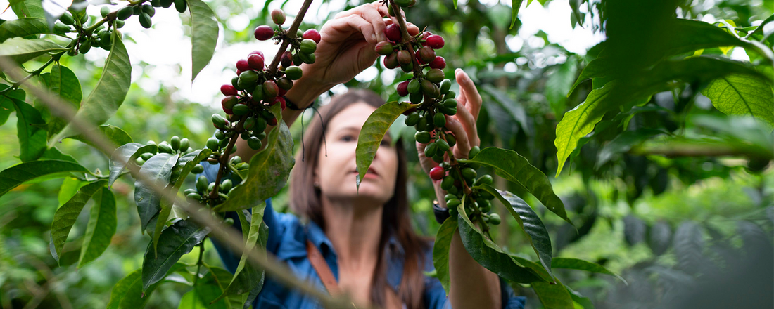 Cherrypicking Sweetness